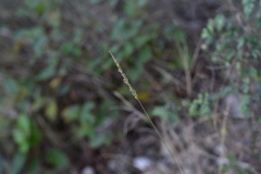 Sesleria autumnalis