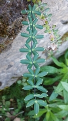 Pellaea ternifolia