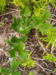 Kedrostis nana