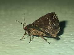 Adrapsa geometroides