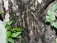 Lycium boerhaviifolium