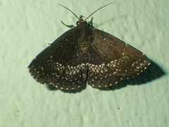 Adrapsa geometroides