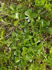 Kedrostis nana