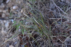 Sesleria autumnalis