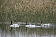 Cygnus melancoryphus