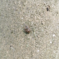 Halyomorpha halys