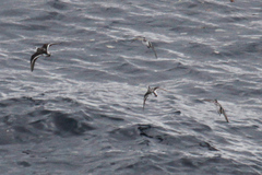 Phalaropus fulicarius