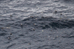 Phalaropus fulicarius