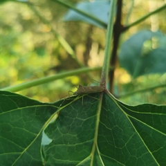 Paradasynus spinosus