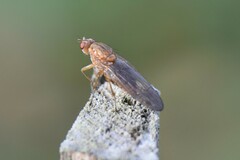 Sciomyzidae