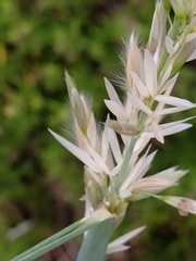 Ehrharta villosa