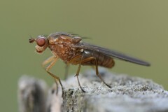 Sciomyzidae