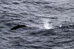 Stenella attenuata