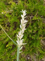 Ehrharta villosa