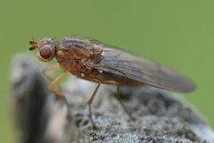 Sciomyzidae