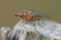 Sciomyzidae