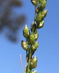 Chascolytrum subaristatum