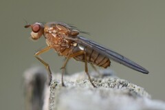 Sciomyzidae