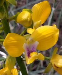 Eulophia speciosa