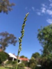 Chascolytrum subaristatum