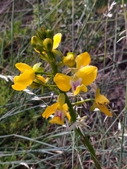 Eulophia speciosa