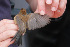 Passerina cyanea