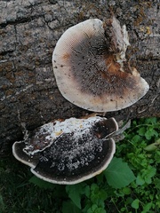 Trametes warnieri