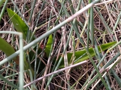 Eulophia speciosa
