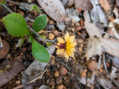 Goodenia trinervis