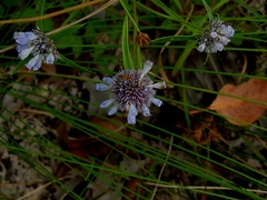 Spermacoce calliantha