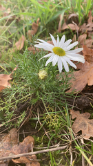 Tripleurospermum