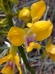 Eulophia speciosa