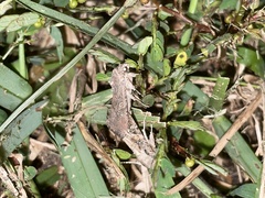 Spodoptera frugiperda