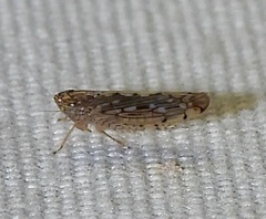 Osbornellus clarus