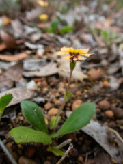 Goodenia trinervis