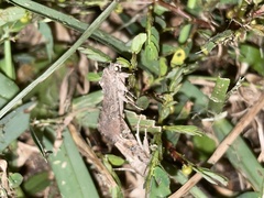 Spodoptera frugiperda