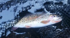 Oncorhynchus clarkii