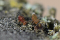 Dicyrtomina