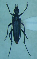 Stenurella nigra