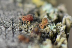 Dicyrtomina