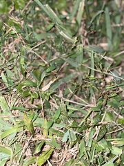 Spodoptera frugiperda