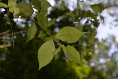 Syzygium smithii