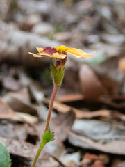 Goodenia trinervis