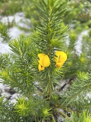 Cyclopia genistoides