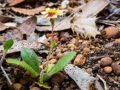 Goodenia trinervis