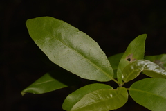 Croton verreauxii