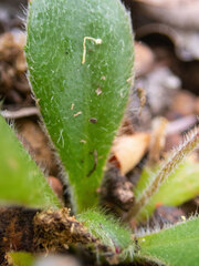 Goodenia trinervis