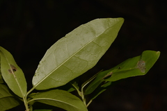 Croton verreauxii