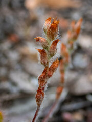 Drosera scorpioides