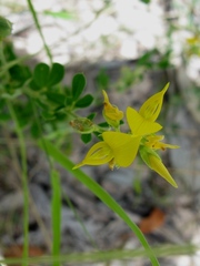 Crotalaria medicaginea